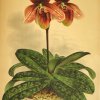 Acervo - Coleção bibliográfica - Detalhe do livro Lindenia: Iconographie des orchides